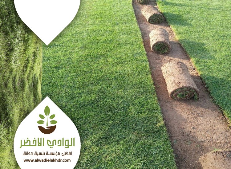 تركيب نجيلة