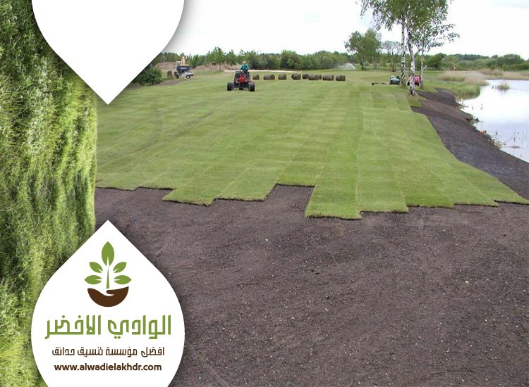 تركيب عشب بحي النخيل