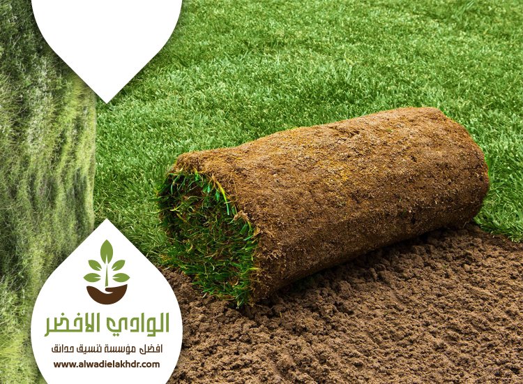 تركيب عشب بحي المحمدية