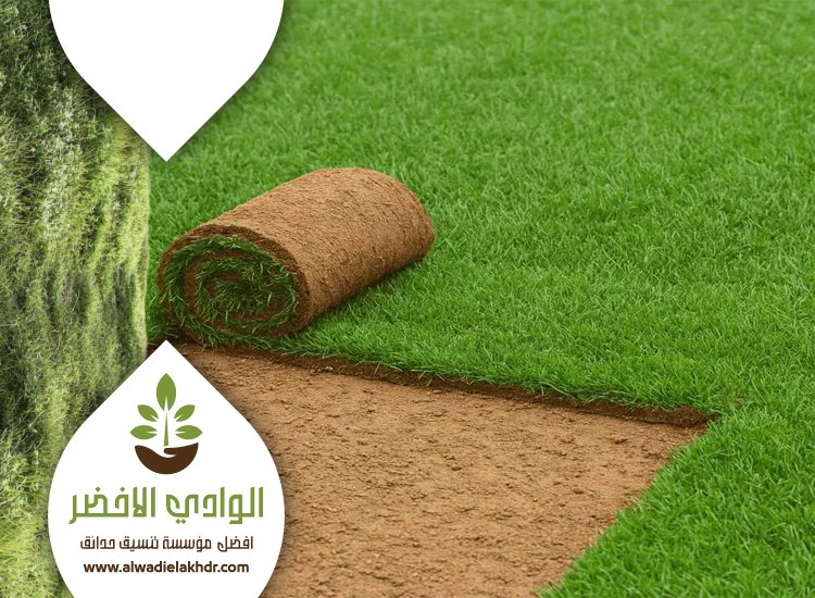 تركيب عشب بحي الرحمانية